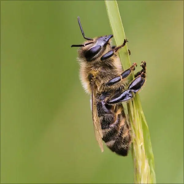 Bild: 9783819303814 | Bienen 2027 | Verlag Korsch | Kalender | 13 S. | Deutsch | 2027
