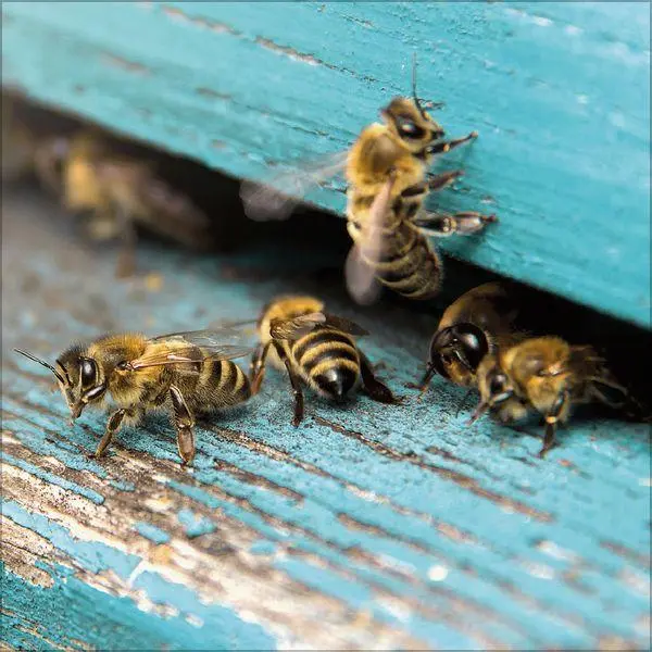 Bild: 9783819303814 | Bienen 2027 | Verlag Korsch | Kalender | 13 S. | Deutsch | 2027