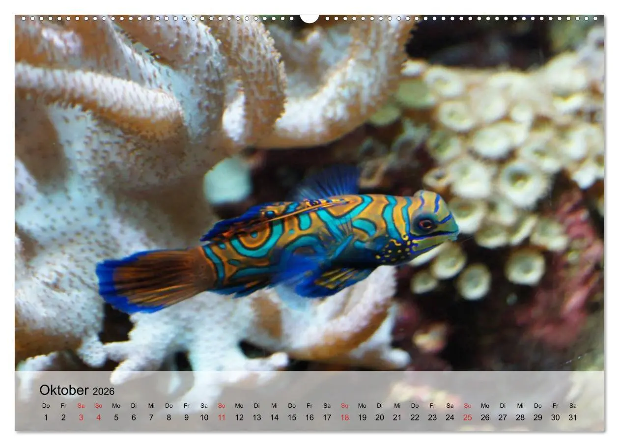 Bild: 9783516043914 | In der Meerestiefe. Fische und Korallen im ewigen Blau...