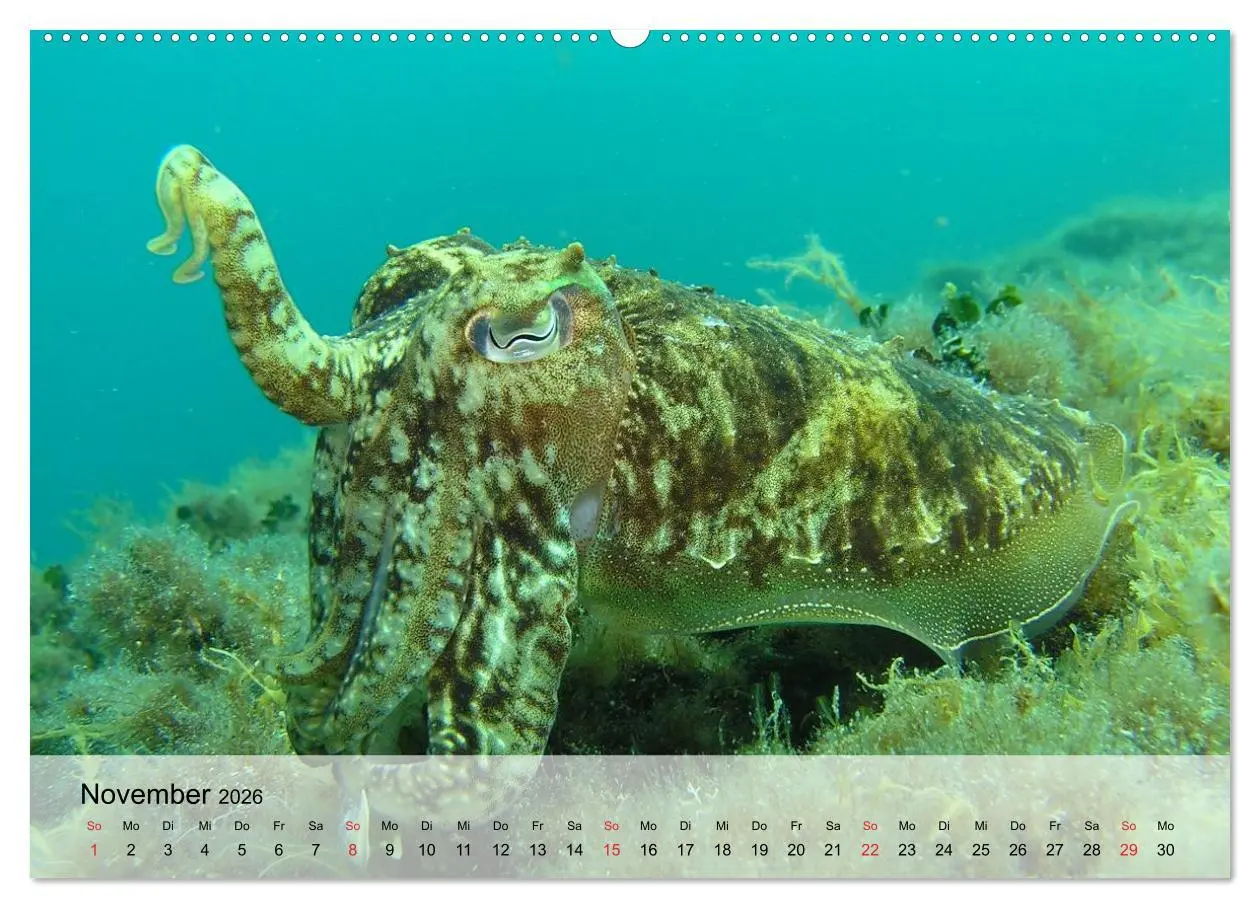Bild: 9783516043914 | In der Meerestiefe. Fische und Korallen im ewigen Blau...