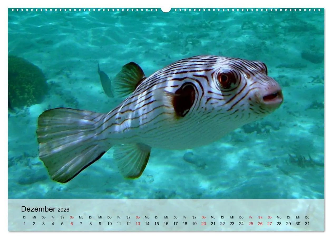 Bild: 9783516043914 | In der Meerestiefe. Fische und Korallen im ewigen Blau...