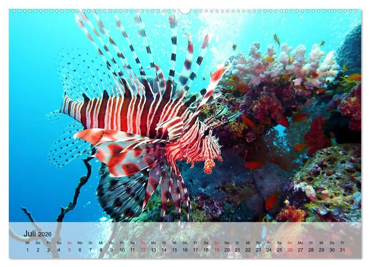 Bild: 9783516043914 | In der Meerestiefe. Fische und Korallen im ewigen Blau...
