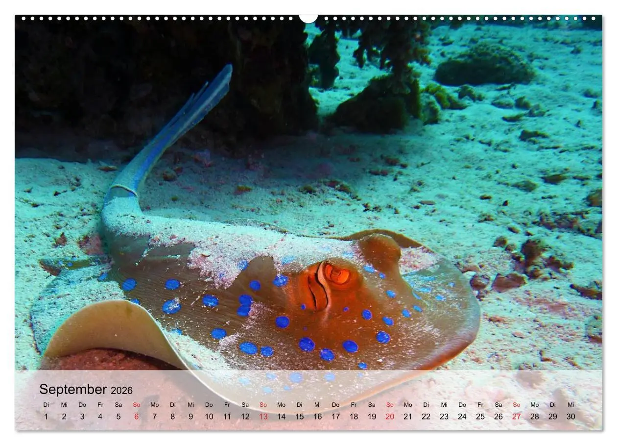 Bild: 9783516043914 | In der Meerestiefe. Fische und Korallen im ewigen Blau...