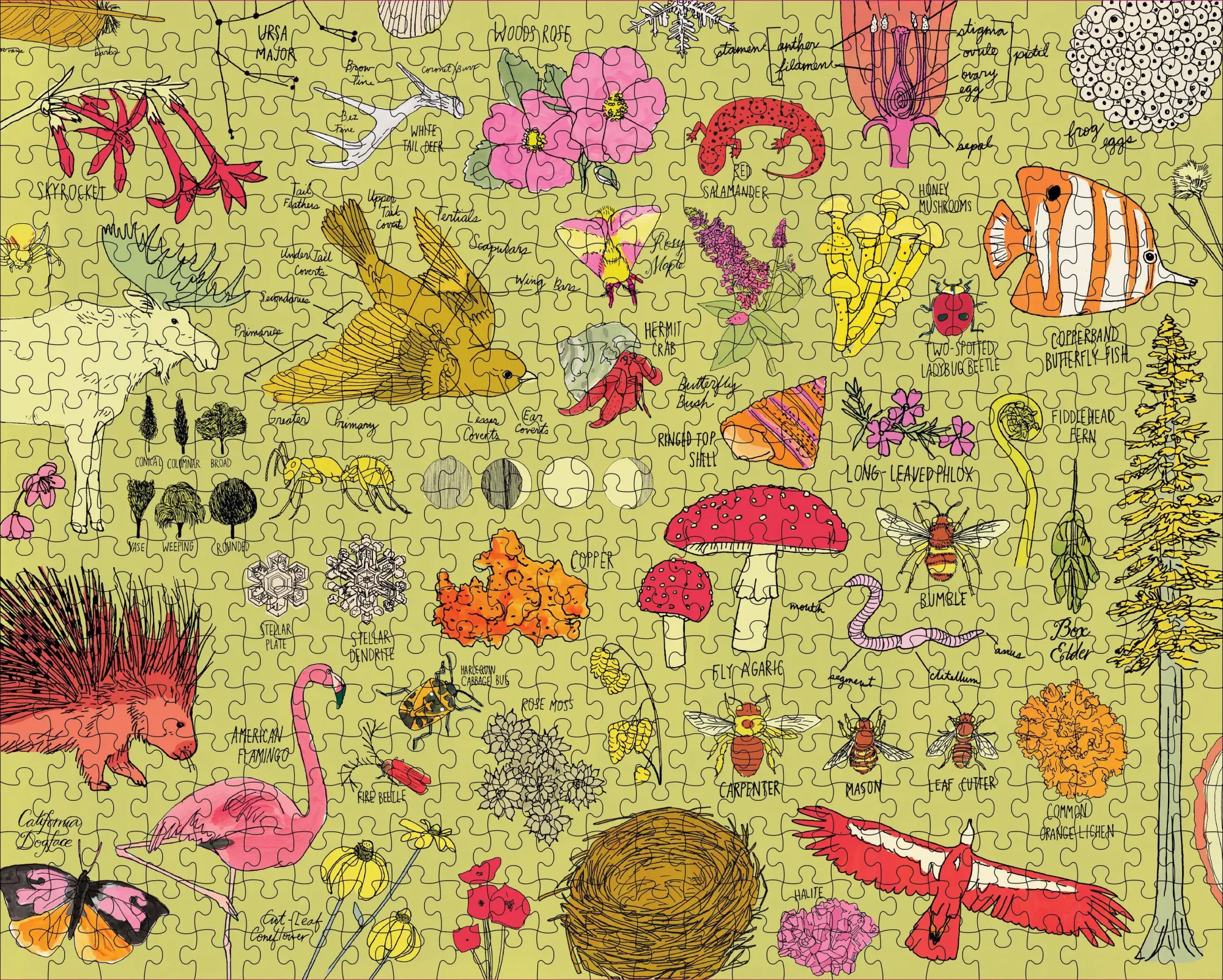 Bild: 9781635864014 | Nature Anatomy: The Puzzle (500 Pieces) | Julia Rothman | Spiel | 2020