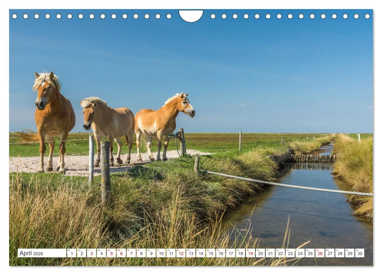 Bild: 9783457914014 | Schleswig-Holstein (Wandkalender 2026 DIN A4 quer), CALVENDO...
