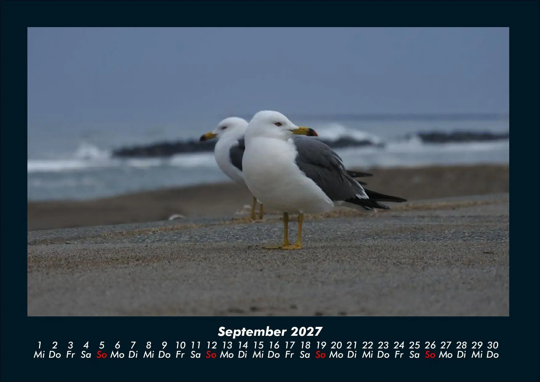 Bild: 9783695444014 | Möwen 2027 Fotokalender DIN A4 | Tobias Schmitt (u. a.) | Kalender