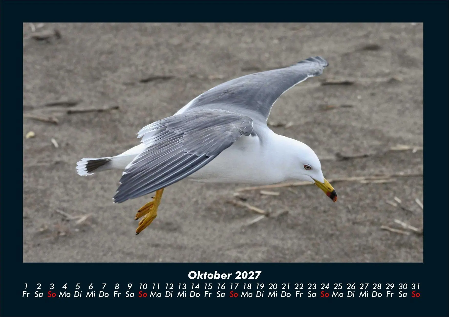 Bild: 9783695444014 | Möwen 2027 Fotokalender DIN A4 | Tobias Schmitt (u. a.) | Kalender