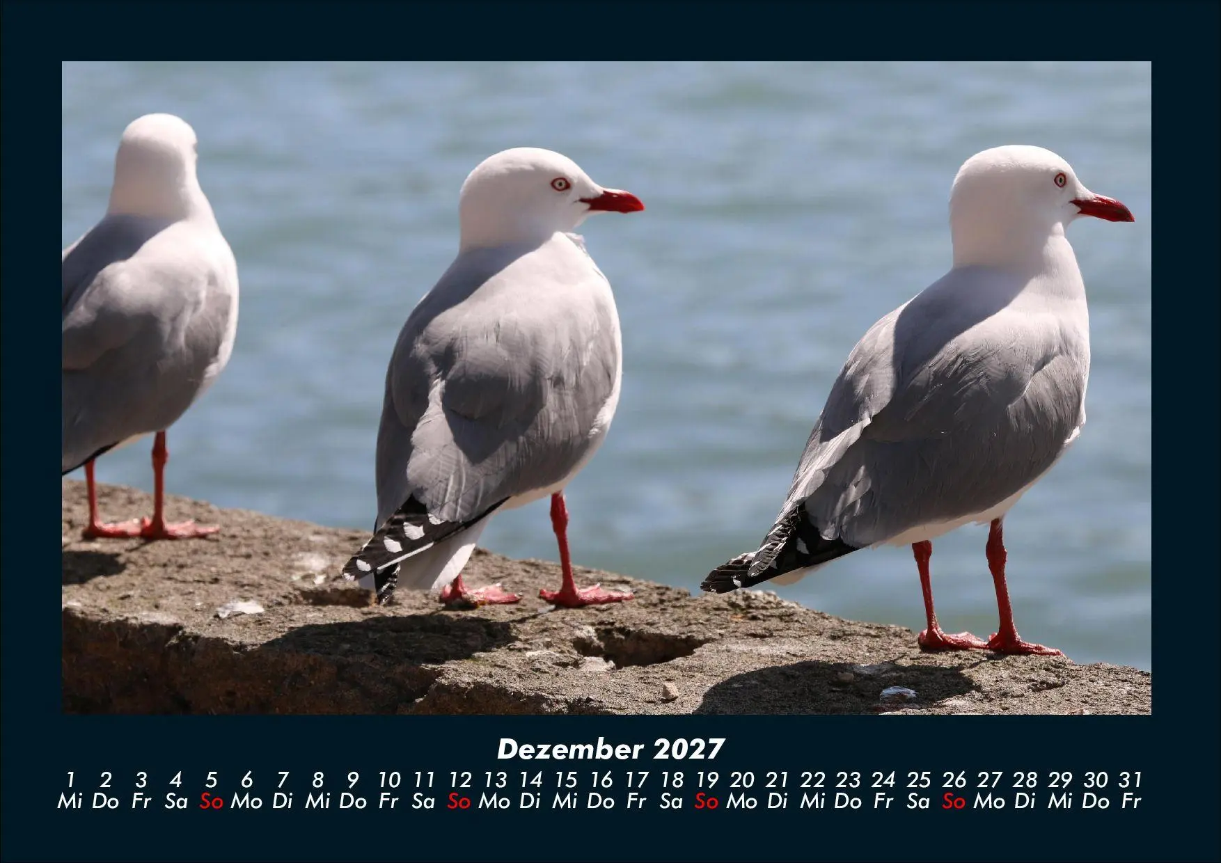 Bild: 9783695444014 | Möwen 2027 Fotokalender DIN A4 | Tobias Schmitt (u. a.) | Kalender
