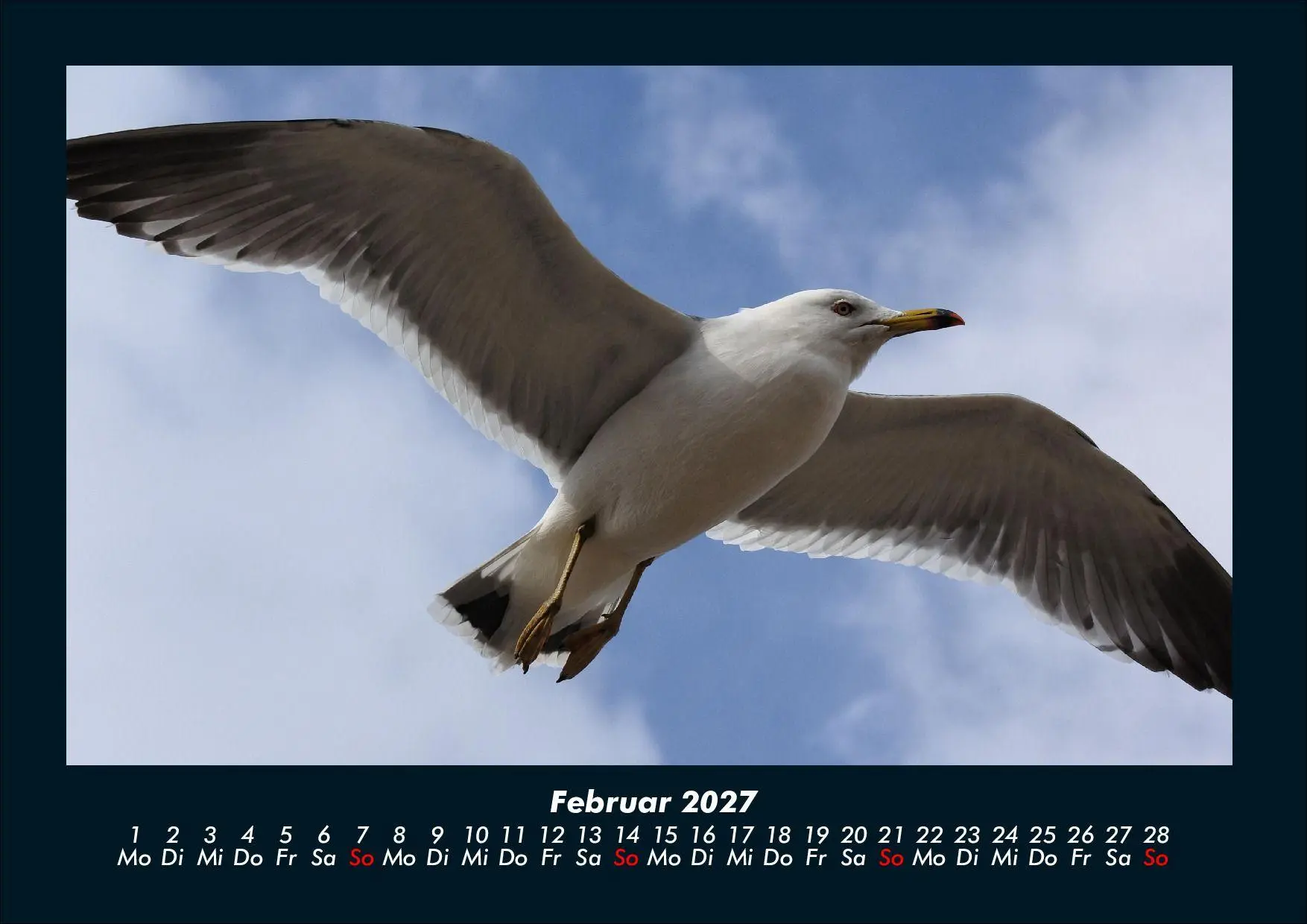 Bild: 9783695444014 | Möwen 2027 Fotokalender DIN A4 | Tobias Schmitt (u. a.) | Kalender