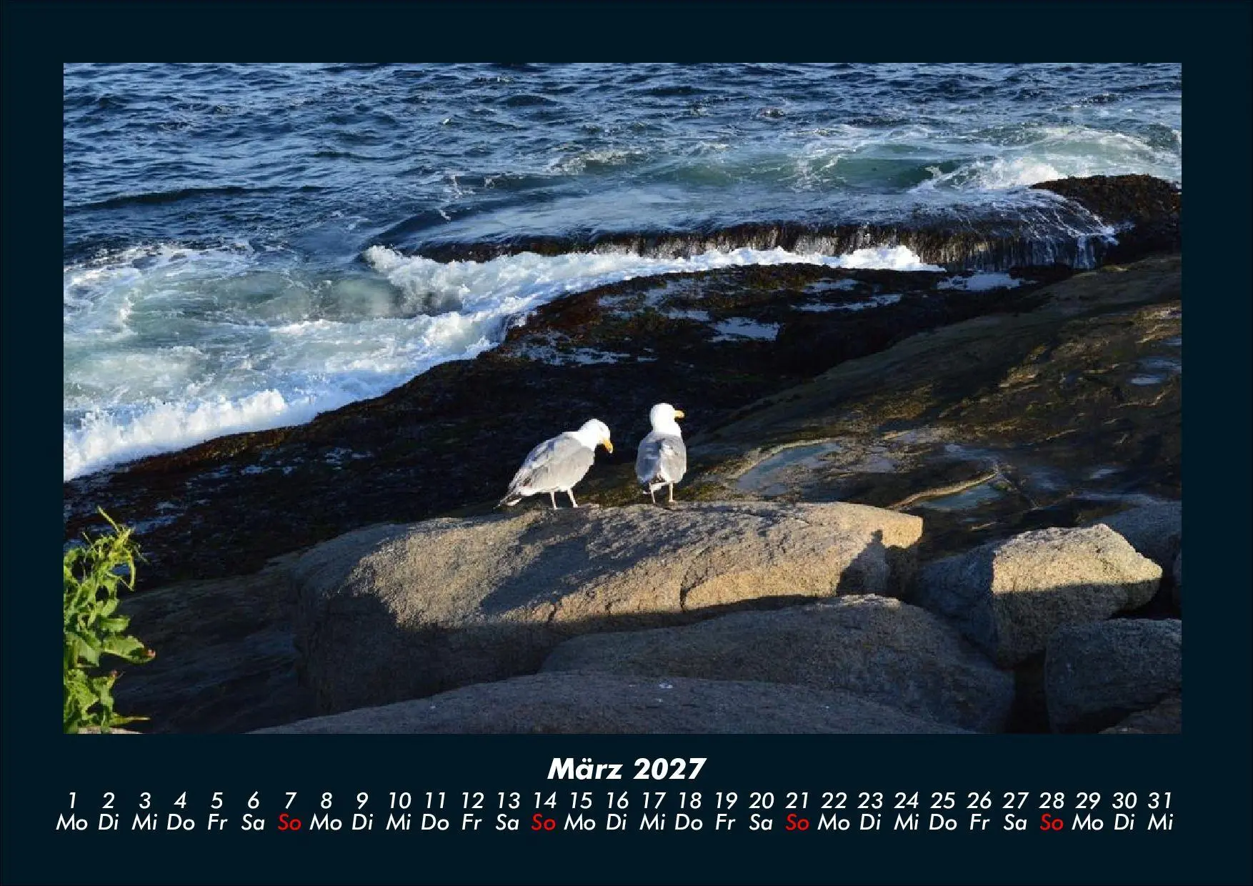 Bild: 9783695444014 | Möwen 2027 Fotokalender DIN A4 | Tobias Schmitt (u. a.) | Kalender
