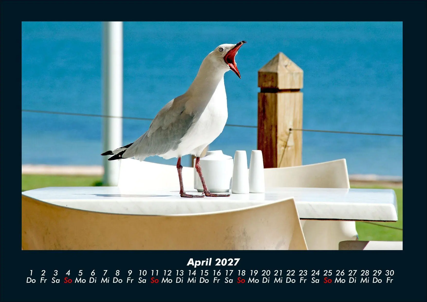 Bild: 9783695444014 | Möwen 2027 Fotokalender DIN A4 | Tobias Schmitt (u. a.) | Kalender