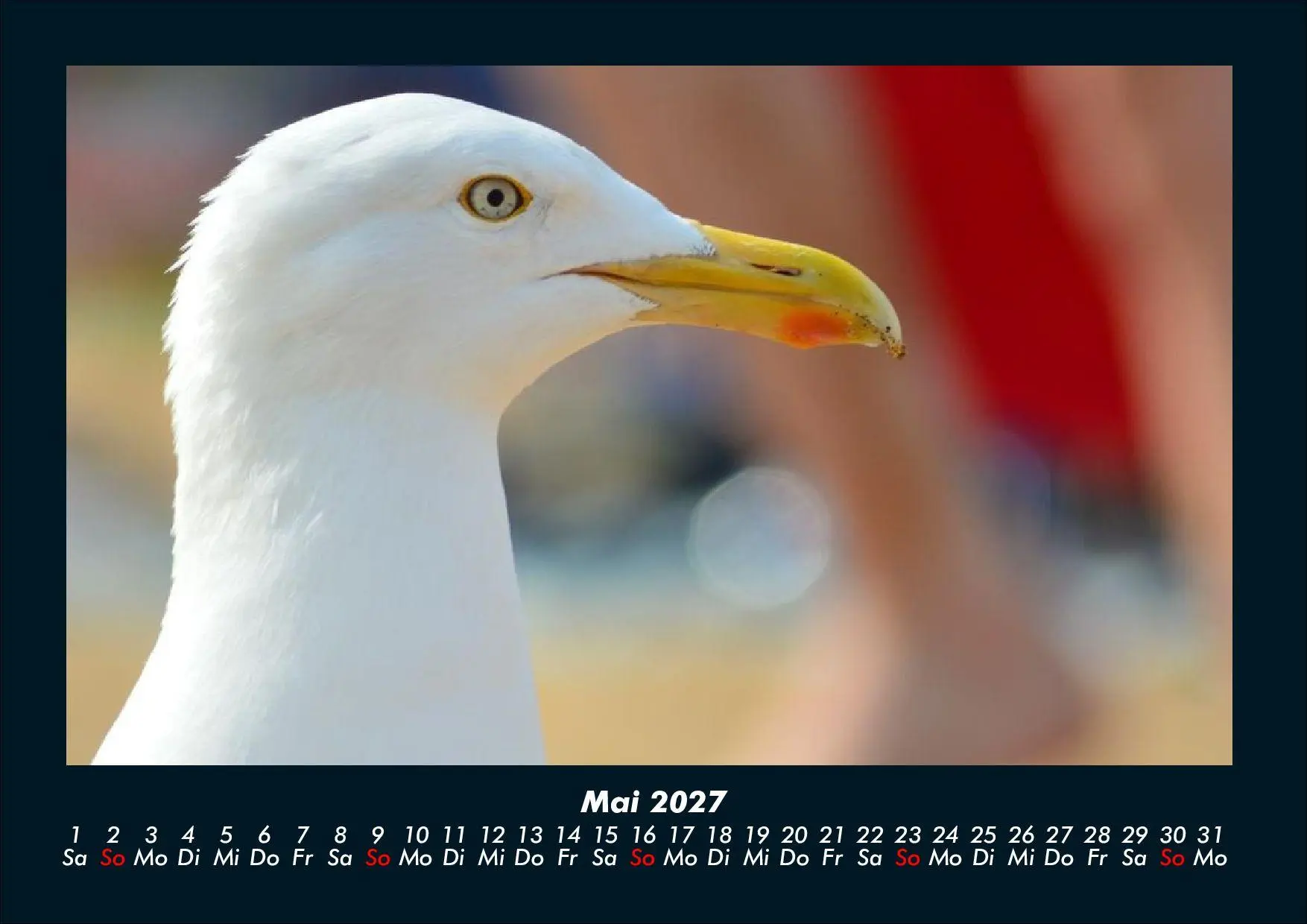Bild: 9783695444014 | Möwen 2027 Fotokalender DIN A4 | Tobias Schmitt (u. a.) | Kalender