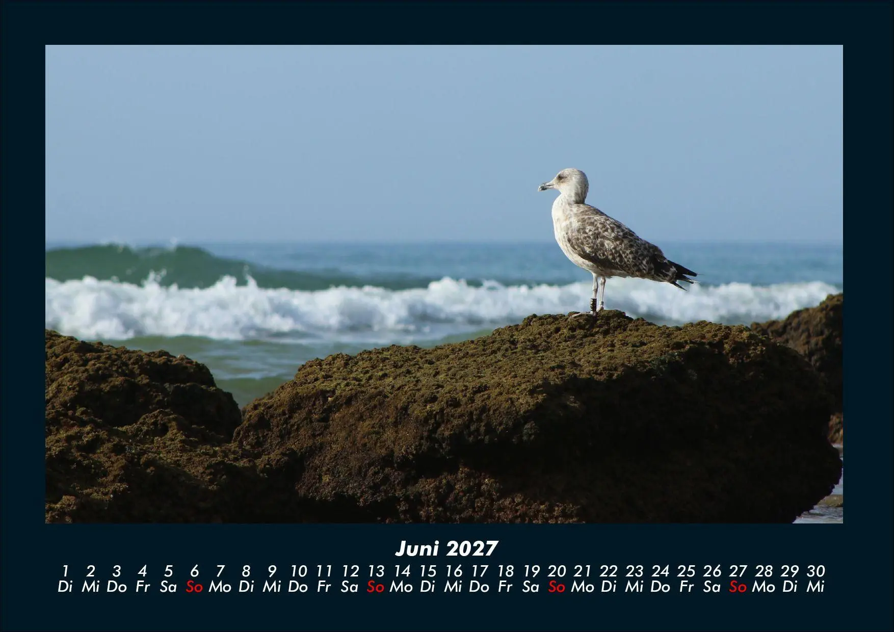 Bild: 9783695444014 | Möwen 2027 Fotokalender DIN A4 | Tobias Schmitt (u. a.) | Kalender