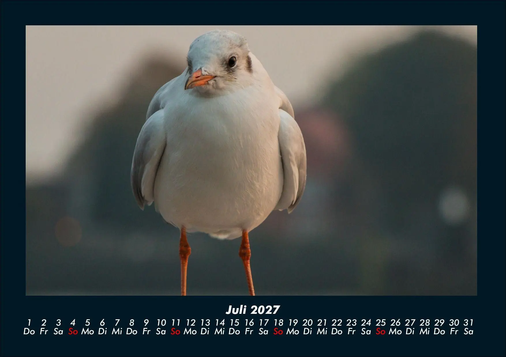 Bild: 9783695444014 | Möwen 2027 Fotokalender DIN A4 | Tobias Schmitt (u. a.) | Kalender