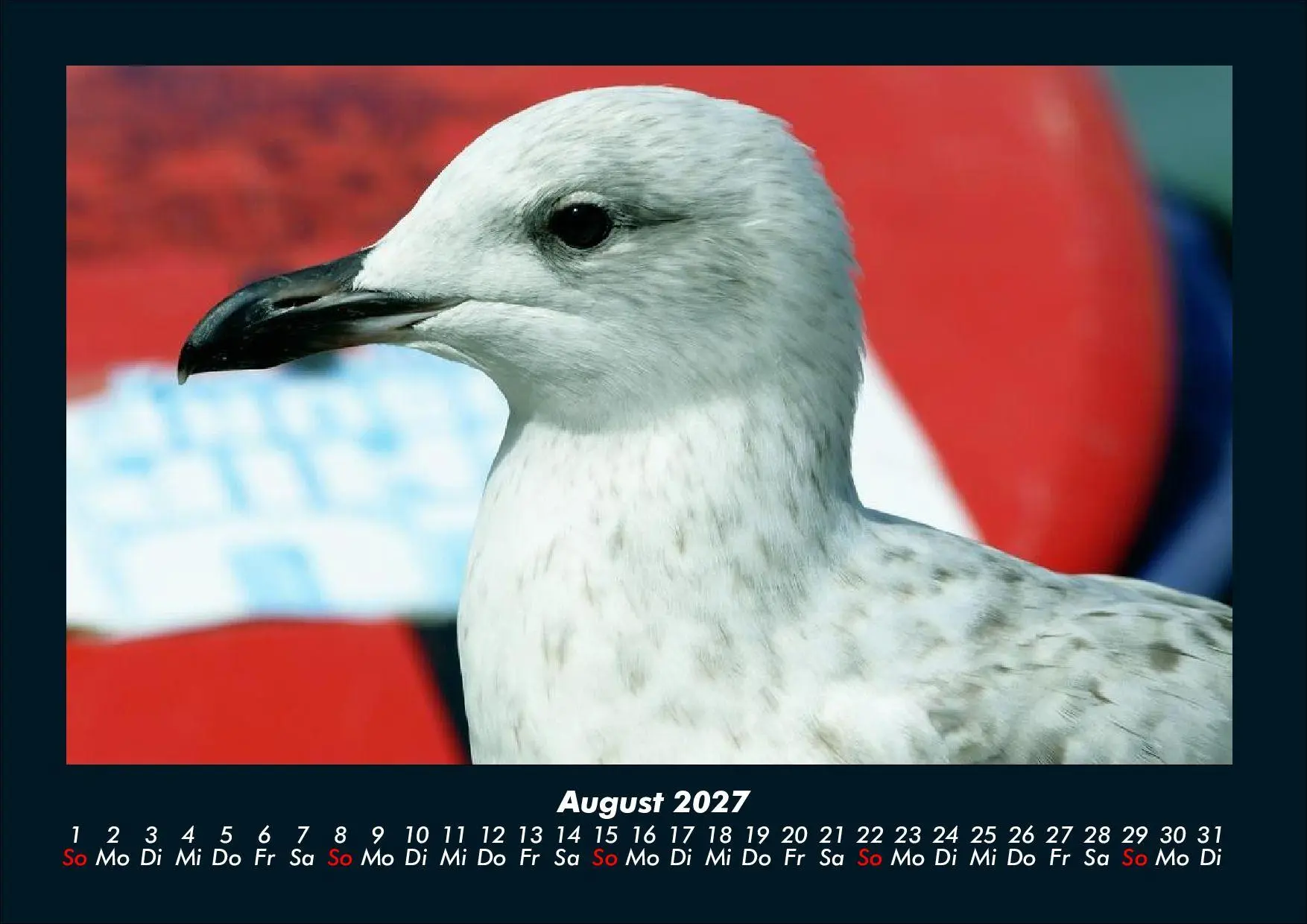 Bild: 9783695444014 | Möwen 2027 Fotokalender DIN A4 | Tobias Schmitt (u. a.) | Kalender
