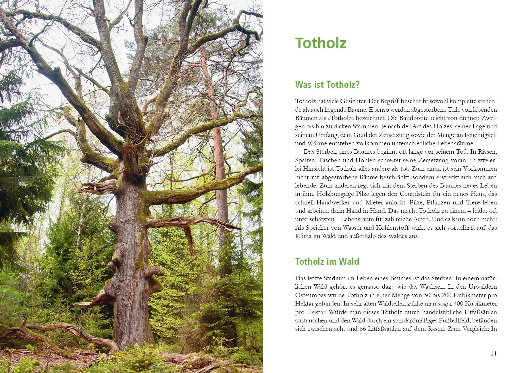 Bild: 9783895664014 | Wunderwelt Totholz | Farina Graßmann | Buch | 160 S. | Deutsch | 2020