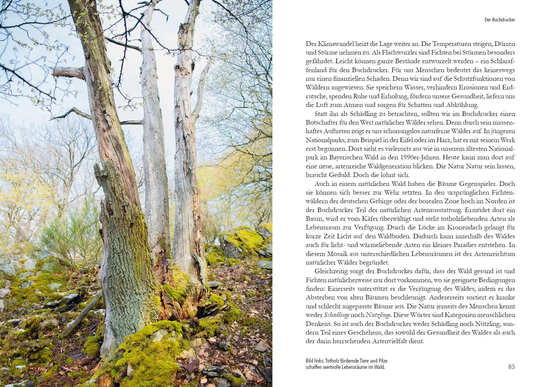 Bild: 9783895664014 | Wunderwelt Totholz | Farina Graßmann | Buch | 160 S. | Deutsch | 2020