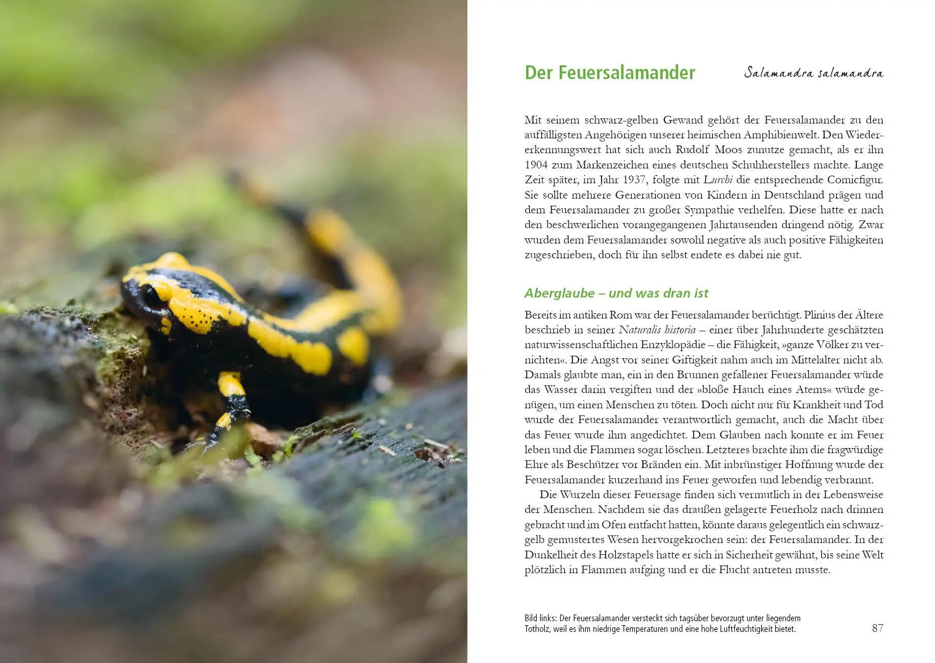 Bild: 9783895664014 | Wunderwelt Totholz | Farina Graßmann | Buch | 160 S. | Deutsch | 2020