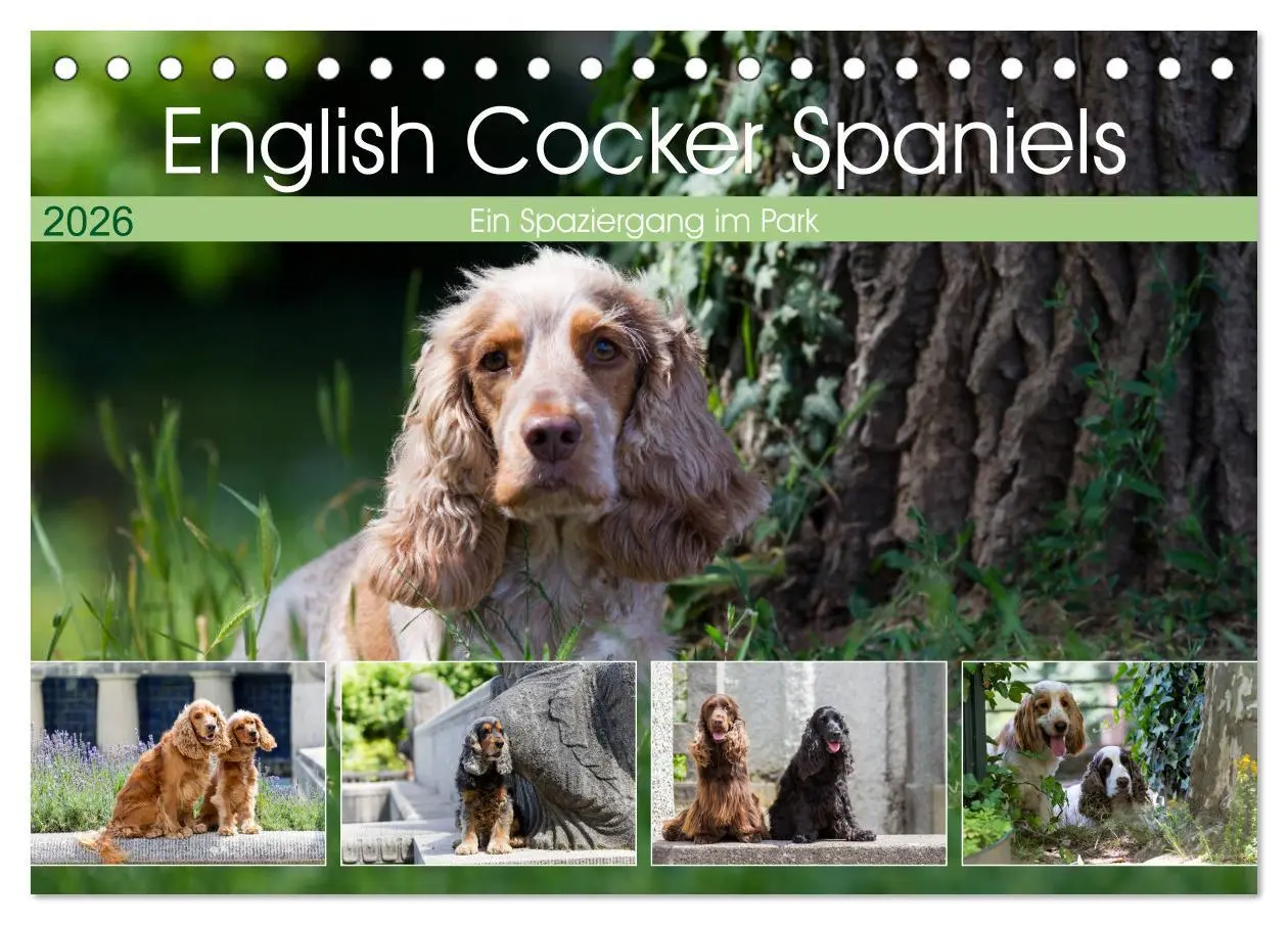 Cover: 9783457904114 | English Cocker Spaniels - Ein Spaziergang im Park (Tischkalender...