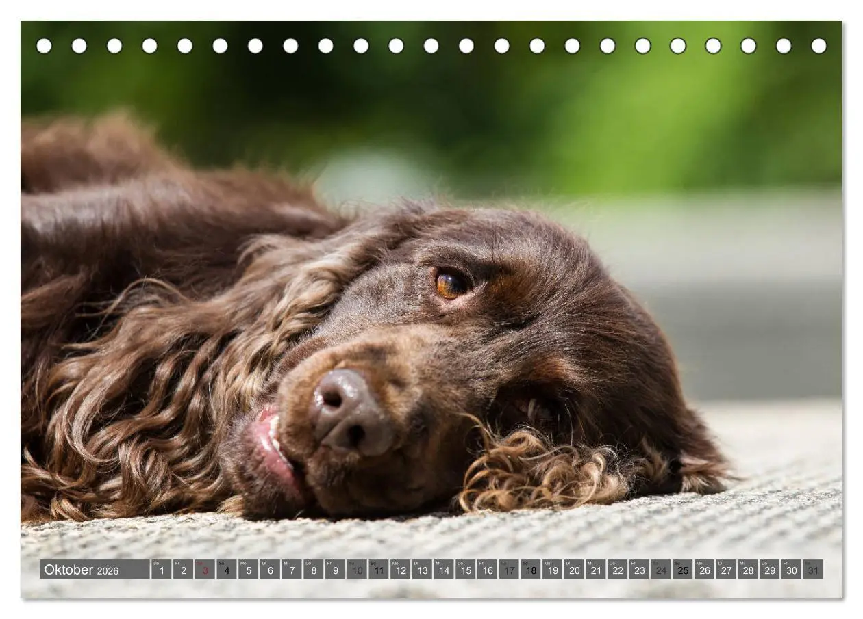 Bild: 9783457904114 | English Cocker Spaniels - Ein Spaziergang im Park (Tischkalender...