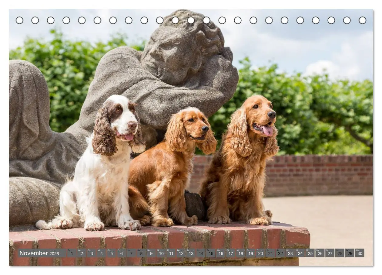 Bild: 9783457904114 | English Cocker Spaniels - Ein Spaziergang im Park (Tischkalender...