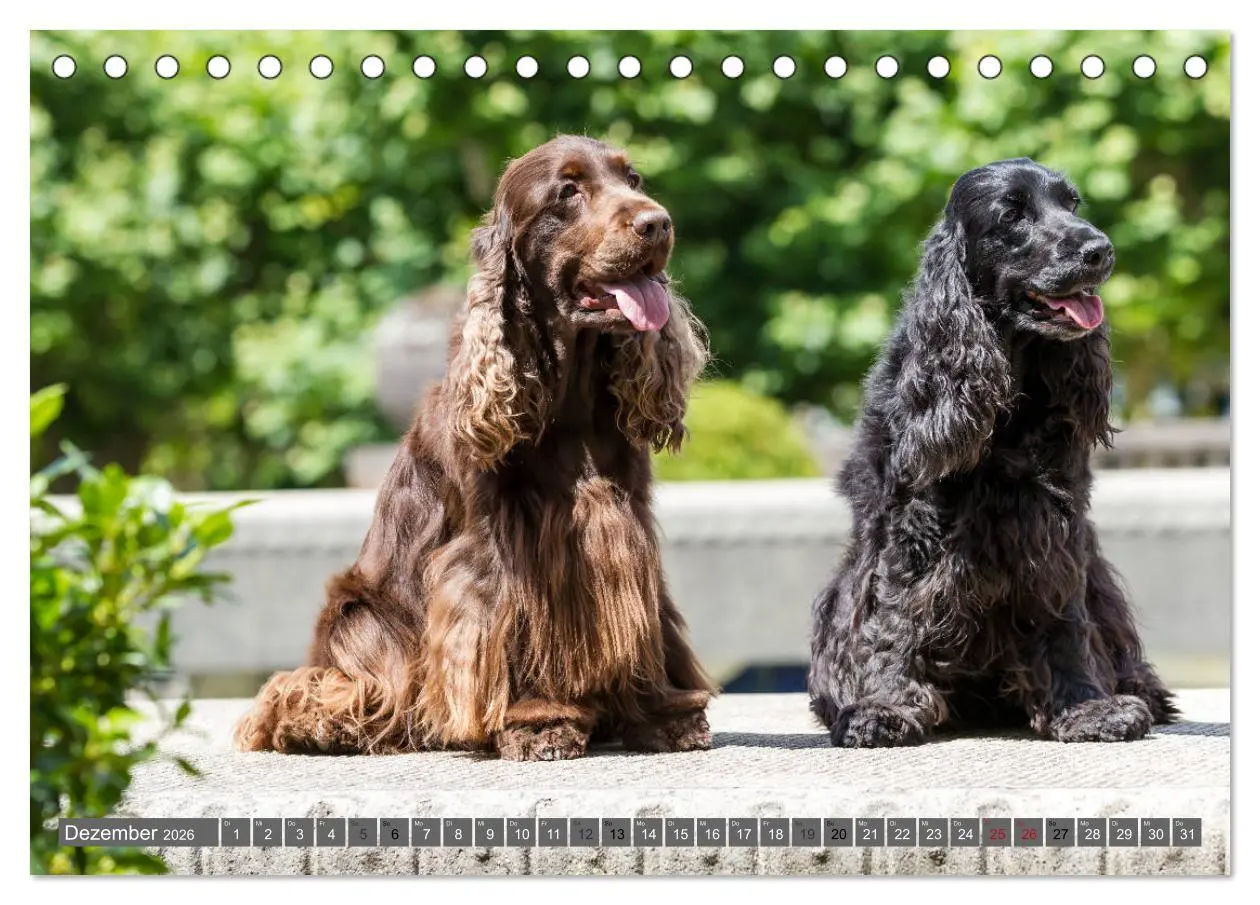 Bild: 9783457904114 | English Cocker Spaniels - Ein Spaziergang im Park (Tischkalender...