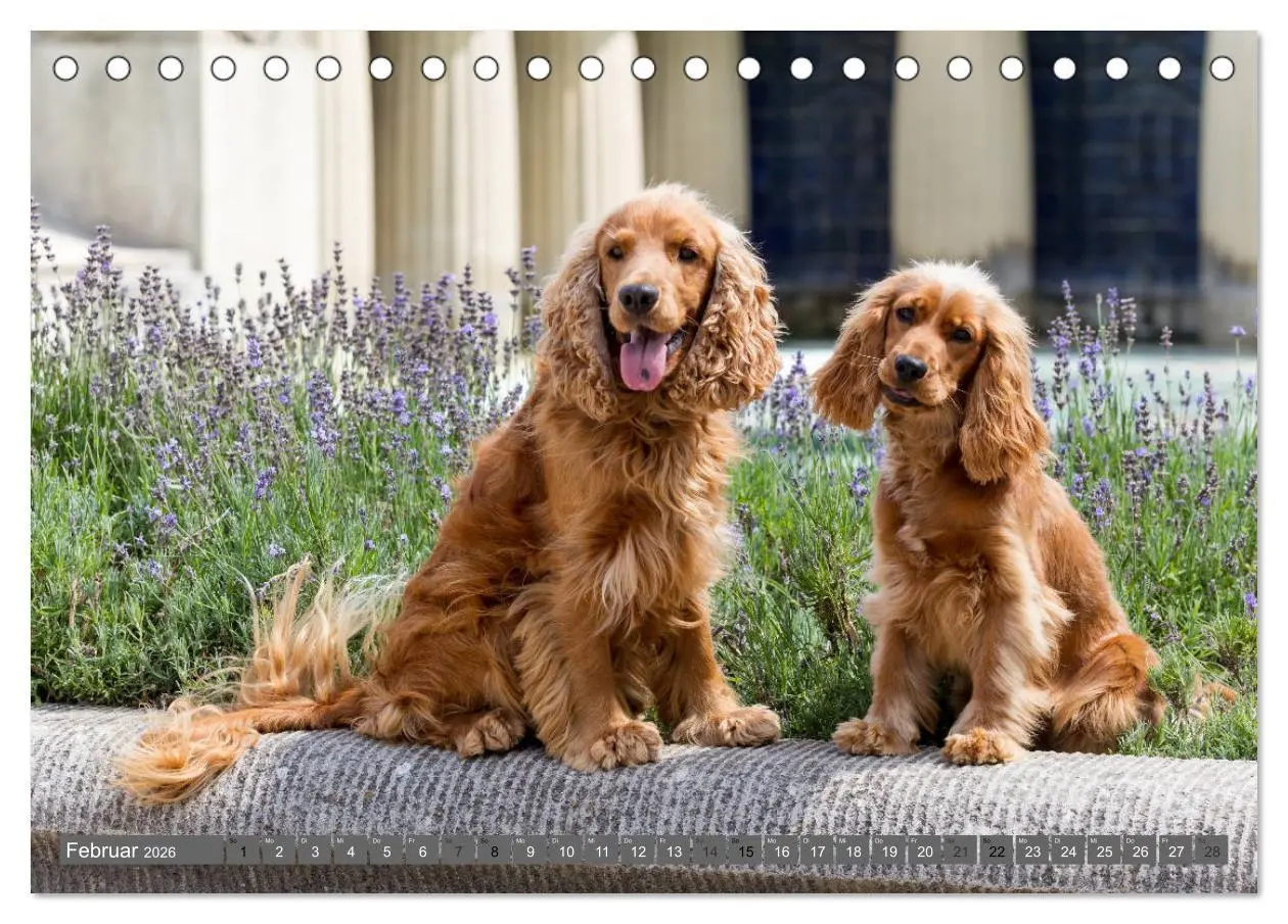Bild: 9783457904114 | English Cocker Spaniels - Ein Spaziergang im Park (Tischkalender...
