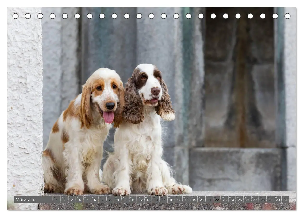 Bild: 9783457904114 | English Cocker Spaniels - Ein Spaziergang im Park (Tischkalender...