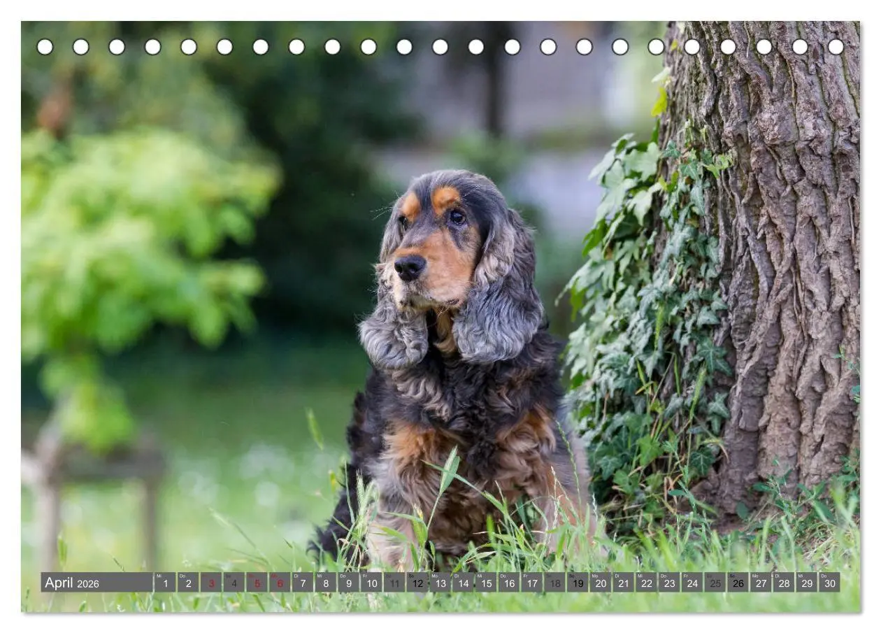 Bild: 9783457904114 | English Cocker Spaniels - Ein Spaziergang im Park (Tischkalender...