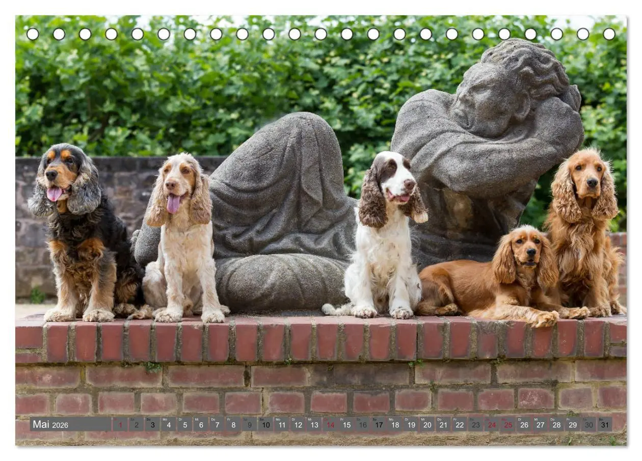 Bild: 9783457904114 | English Cocker Spaniels - Ein Spaziergang im Park (Tischkalender...