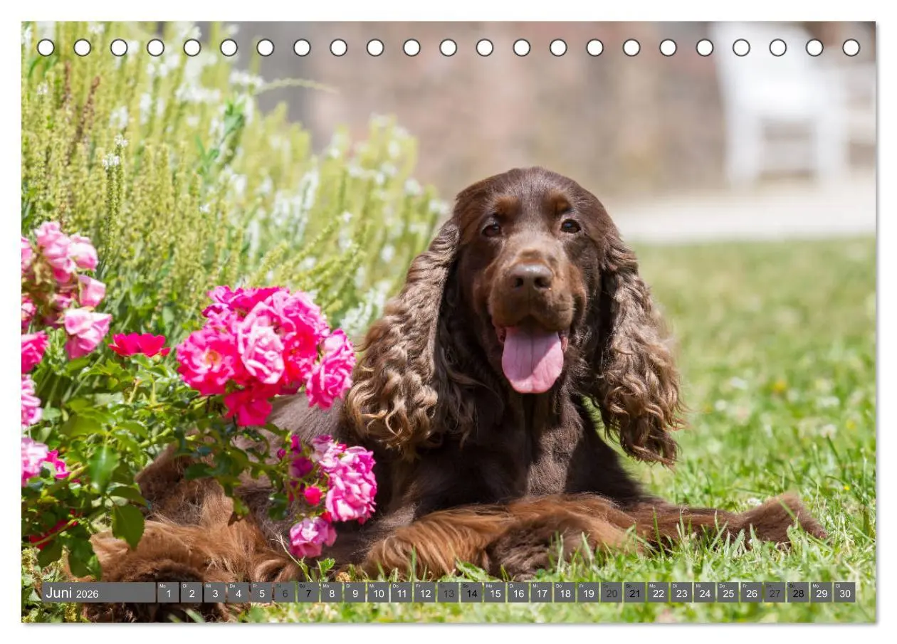 Bild: 9783457904114 | English Cocker Spaniels - Ein Spaziergang im Park (Tischkalender...