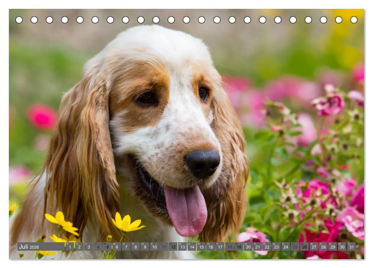 Bild: 9783457904114 | English Cocker Spaniels - Ein Spaziergang im Park (Tischkalender...