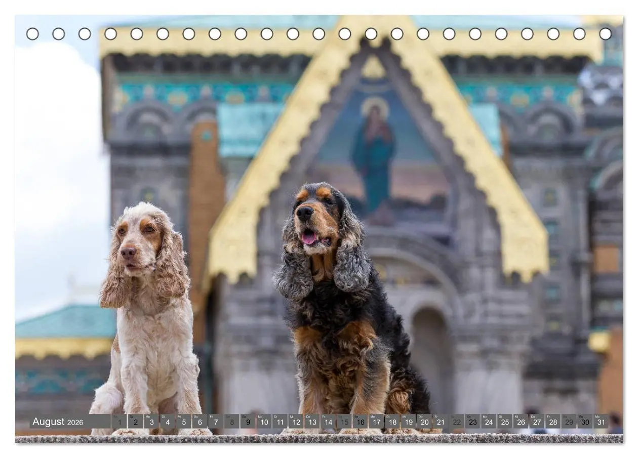 Bild: 9783457904114 | English Cocker Spaniels - Ein Spaziergang im Park (Tischkalender...