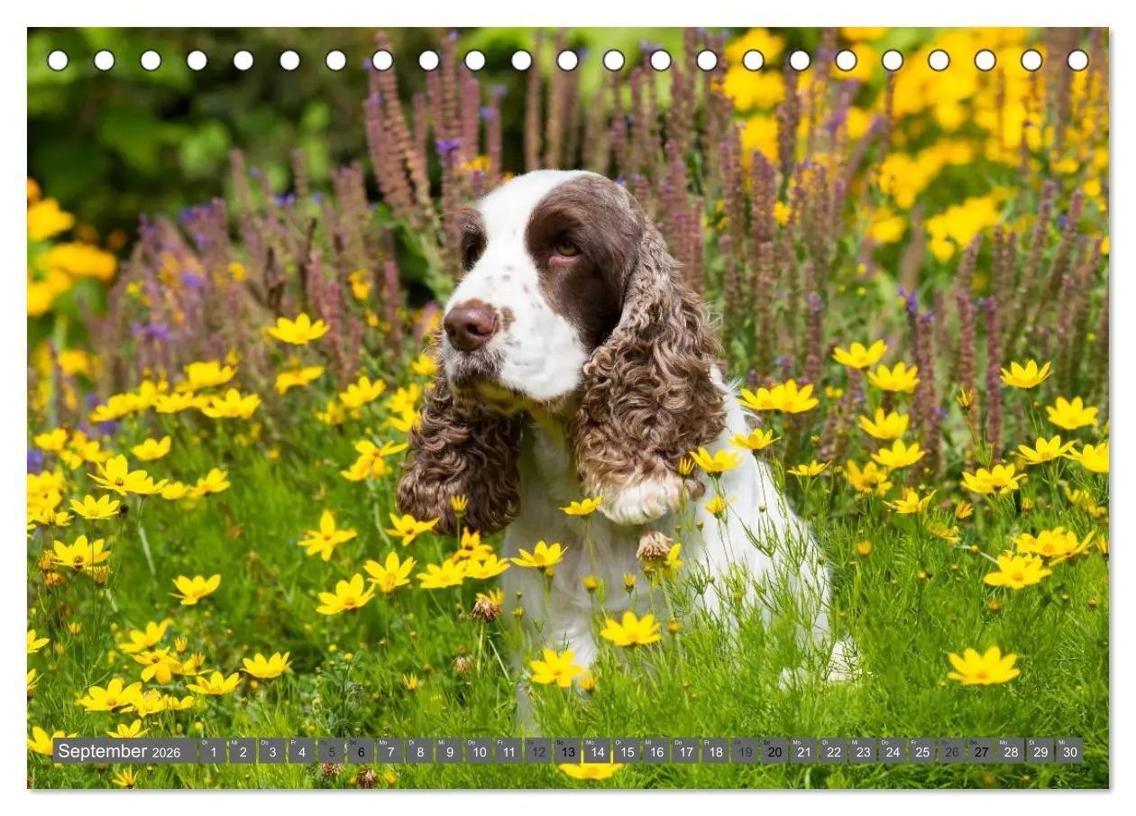 Bild: 9783457904114 | English Cocker Spaniels - Ein Spaziergang im Park (Tischkalender...
