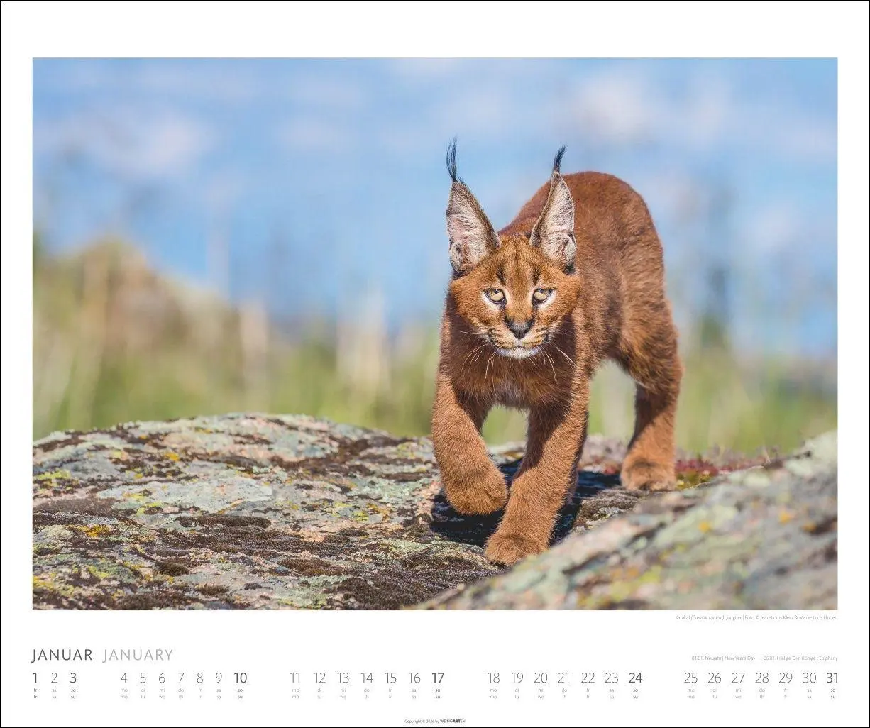 Bild: 9783839904114 | African Wildlife Kalender 2027 | Kalender | Tierkalender Weingarten