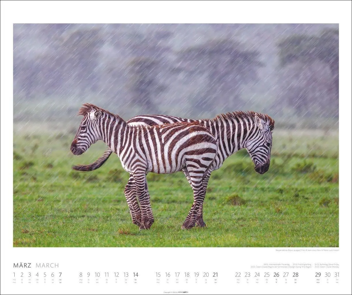 Bild: 9783839904114 | African Wildlife Kalender 2027 | Kalender | Tierkalender Weingarten