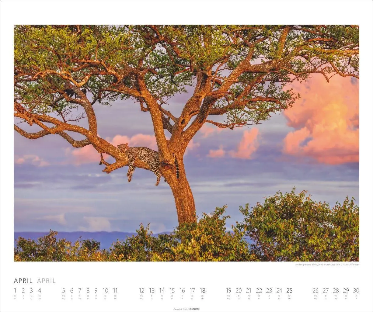 Bild: 9783839904114 | African Wildlife Kalender 2027 | Kalender | Tierkalender Weingarten