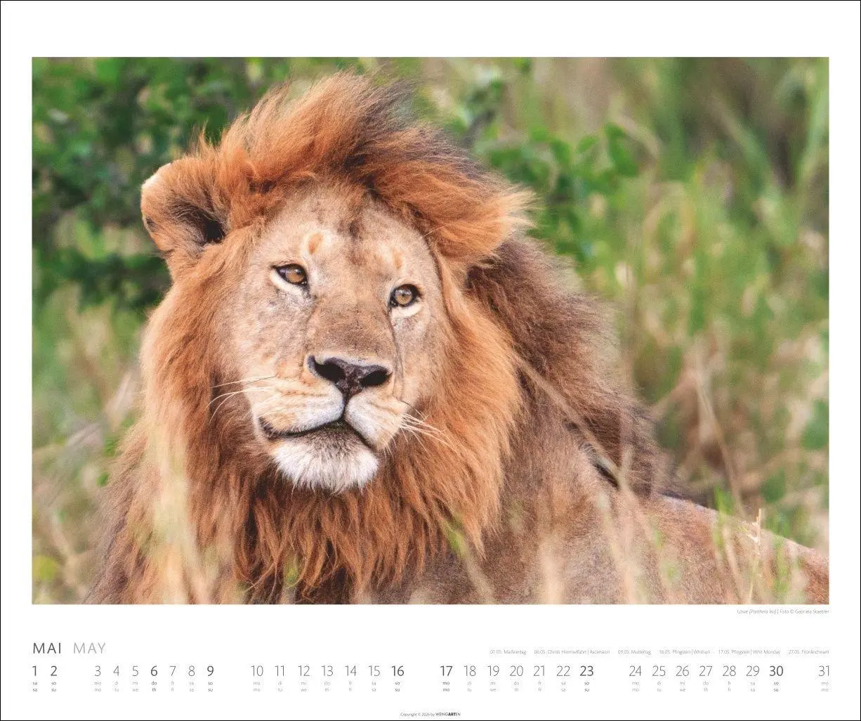 Bild: 9783839904114 | African Wildlife Kalender 2027 | Kalender | Tierkalender Weingarten
