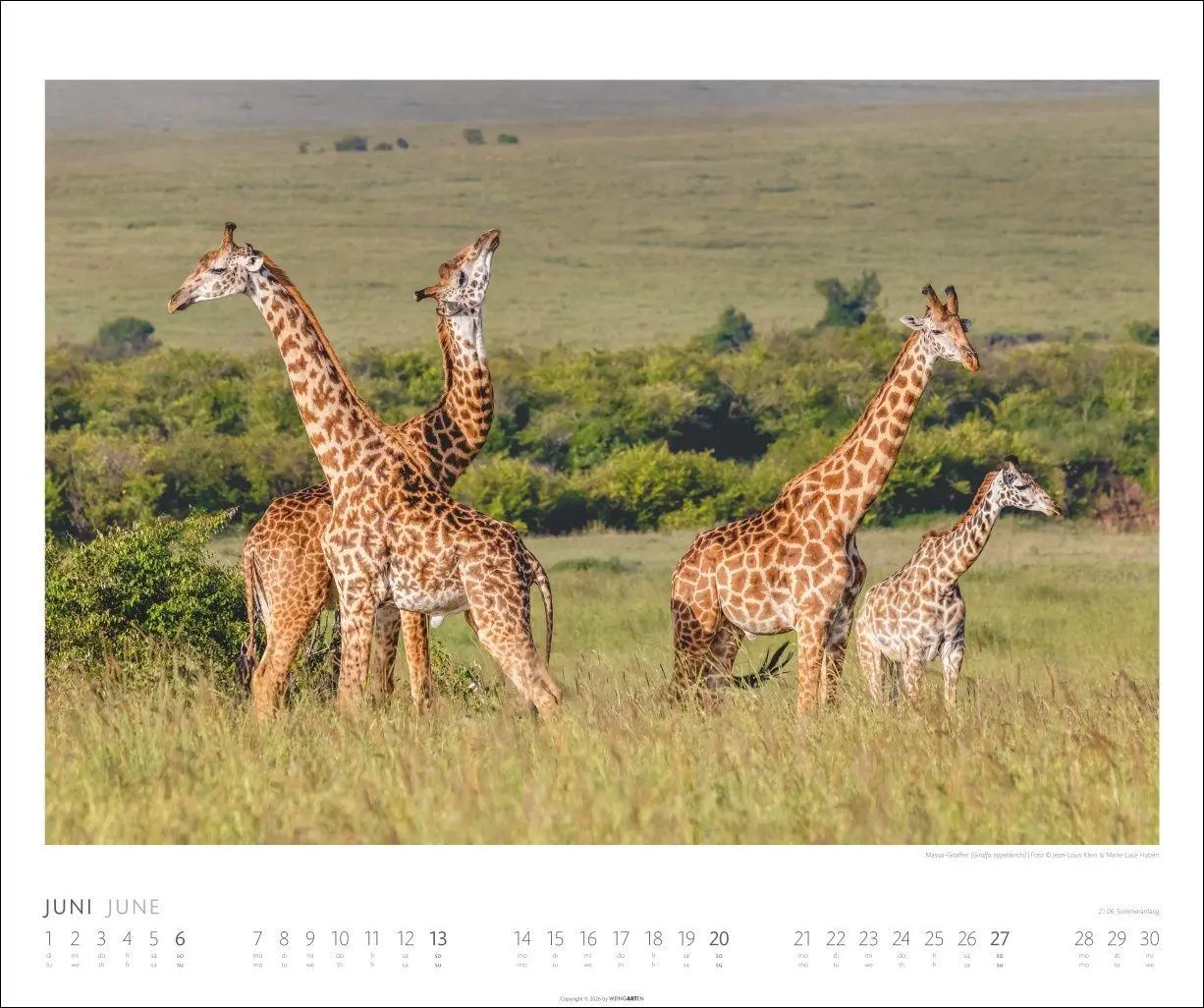 Bild: 9783839904114 | African Wildlife Kalender 2027 | Kalender | Tierkalender Weingarten