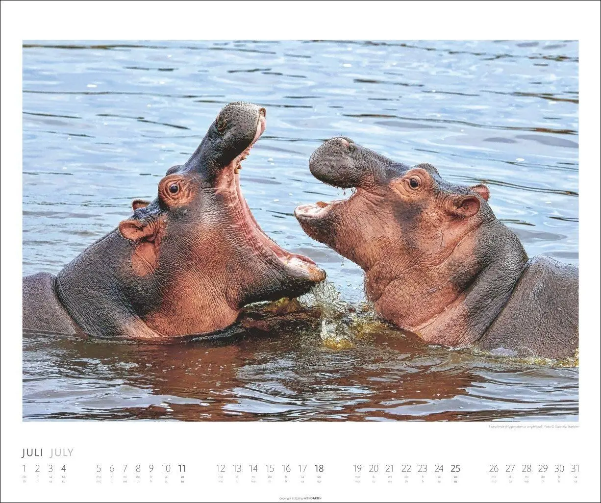 Bild: 9783839904114 | African Wildlife Kalender 2027 | Kalender | Tierkalender Weingarten