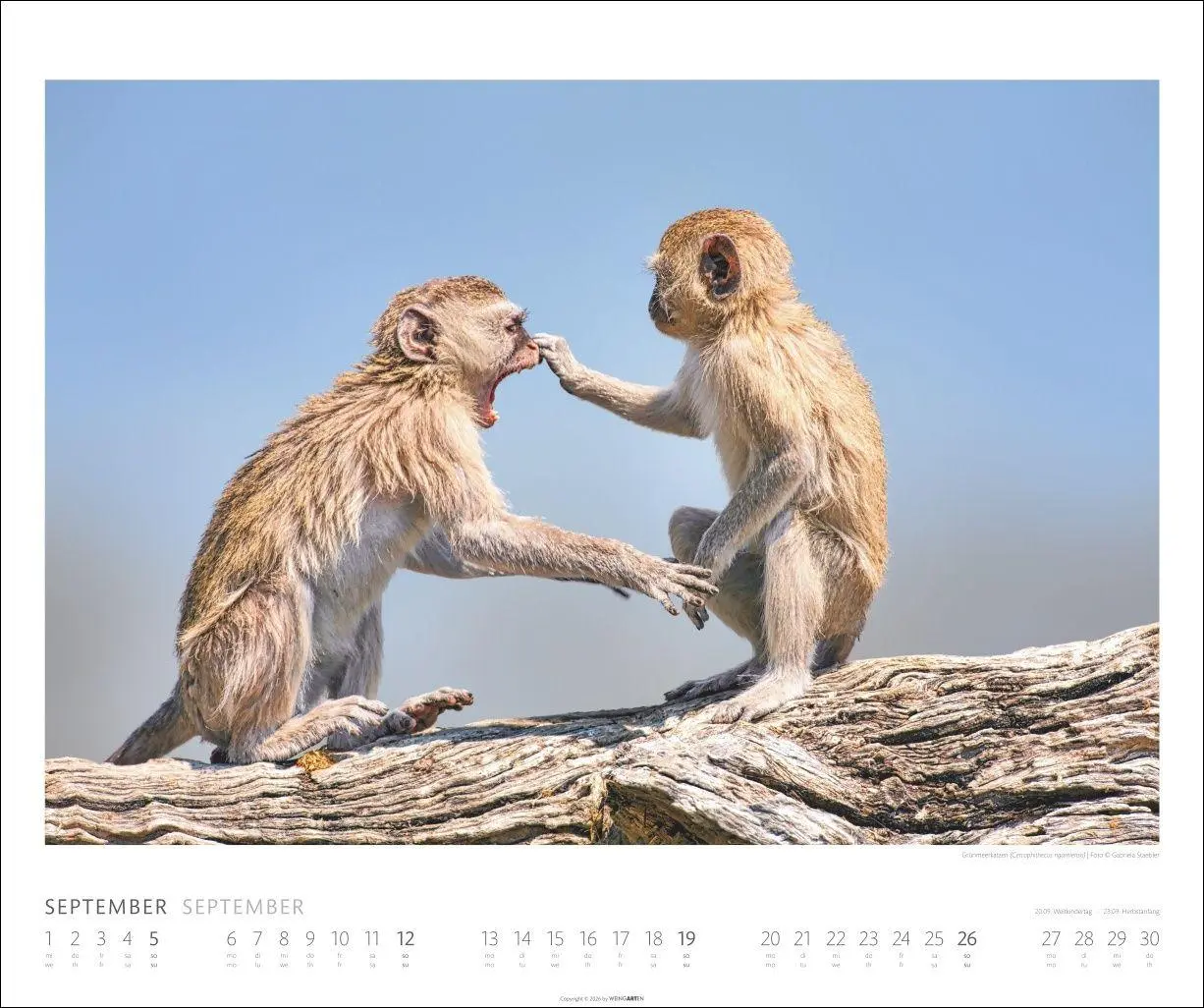 Bild: 9783839904114 | African Wildlife Kalender 2027 | Kalender | Tierkalender Weingarten