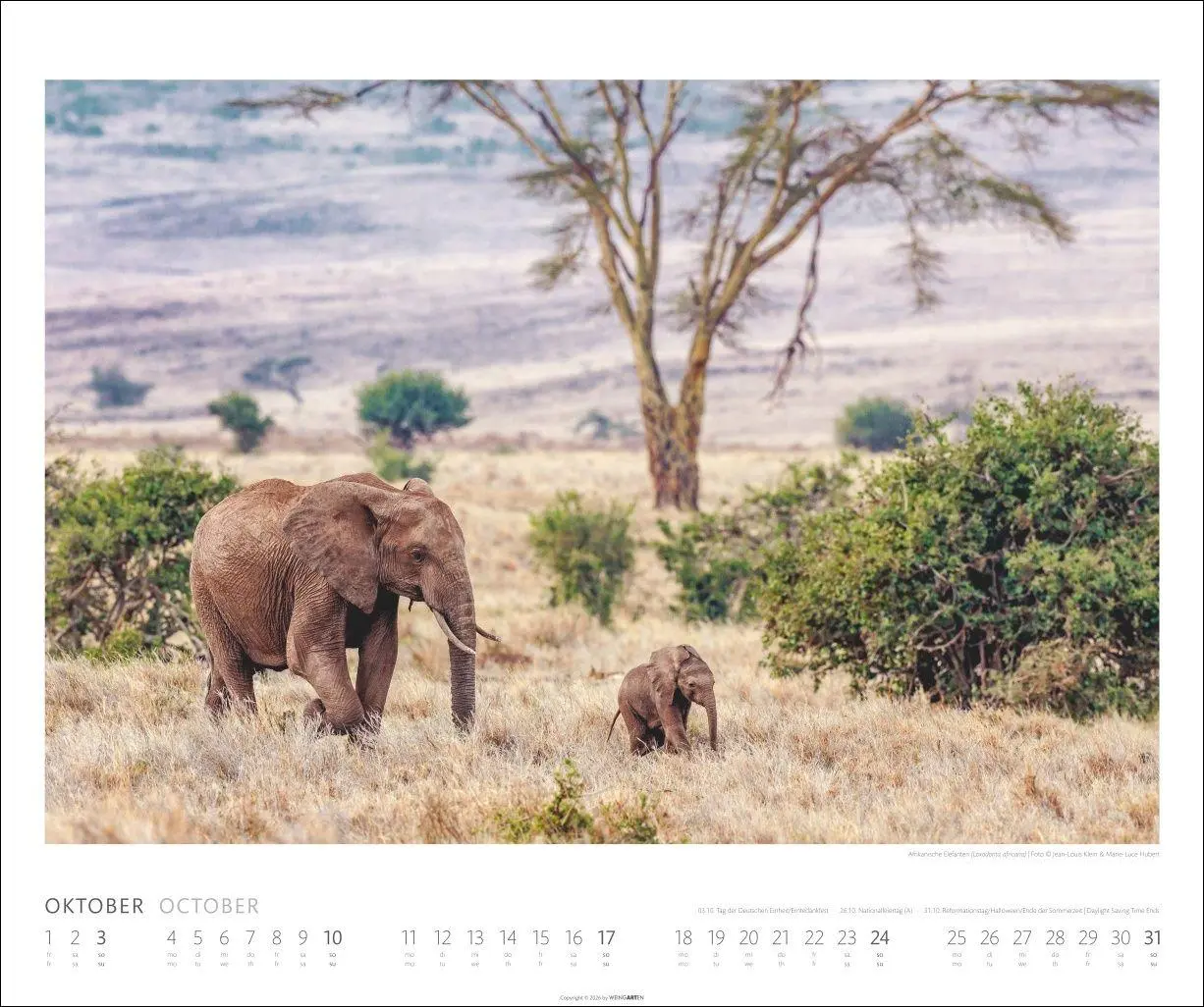 Bild: 9783839904114 | African Wildlife Kalender 2027 | Kalender | Tierkalender Weingarten