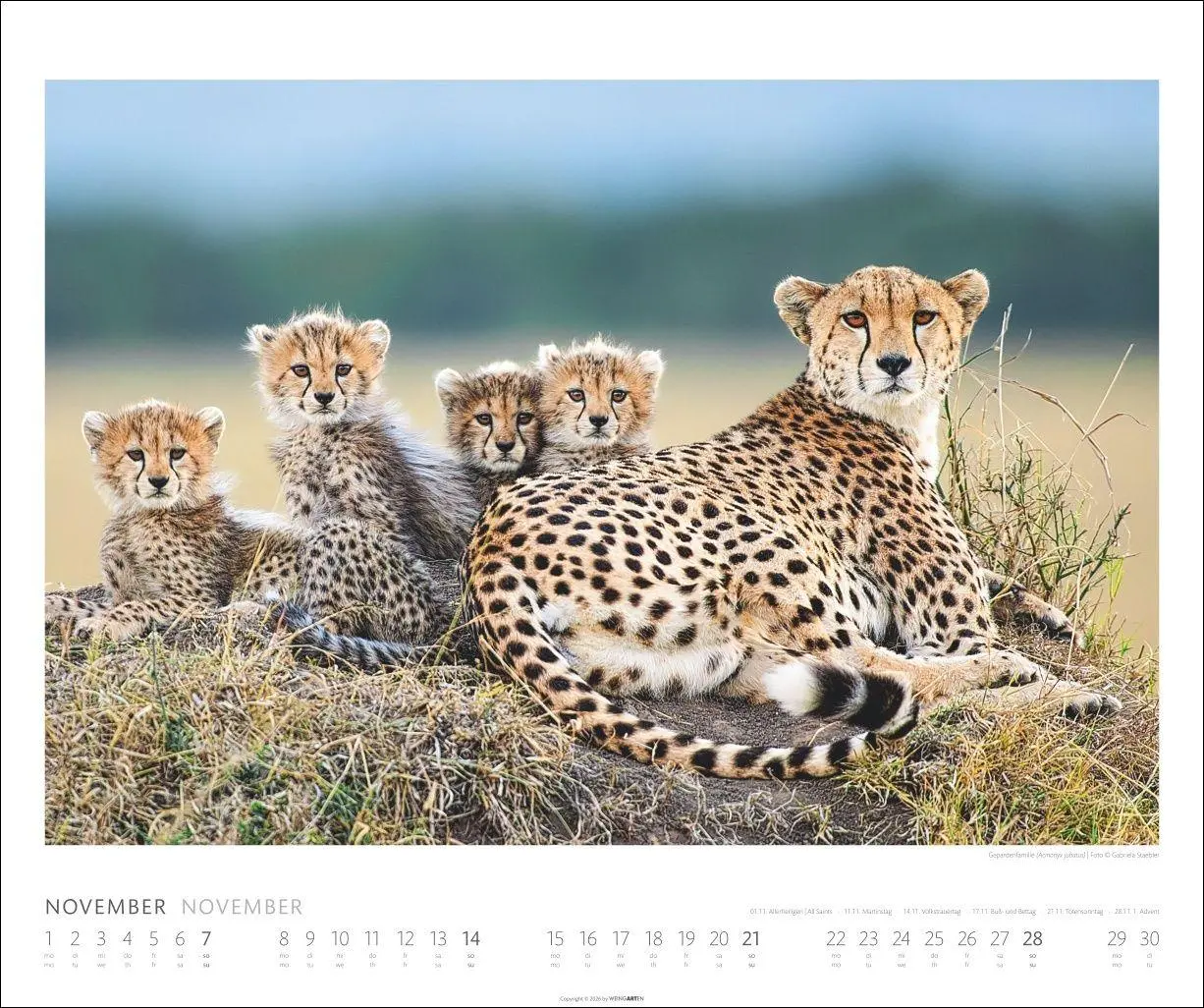 Bild: 9783839904114 | African Wildlife Kalender 2027 | Kalender | Tierkalender Weingarten