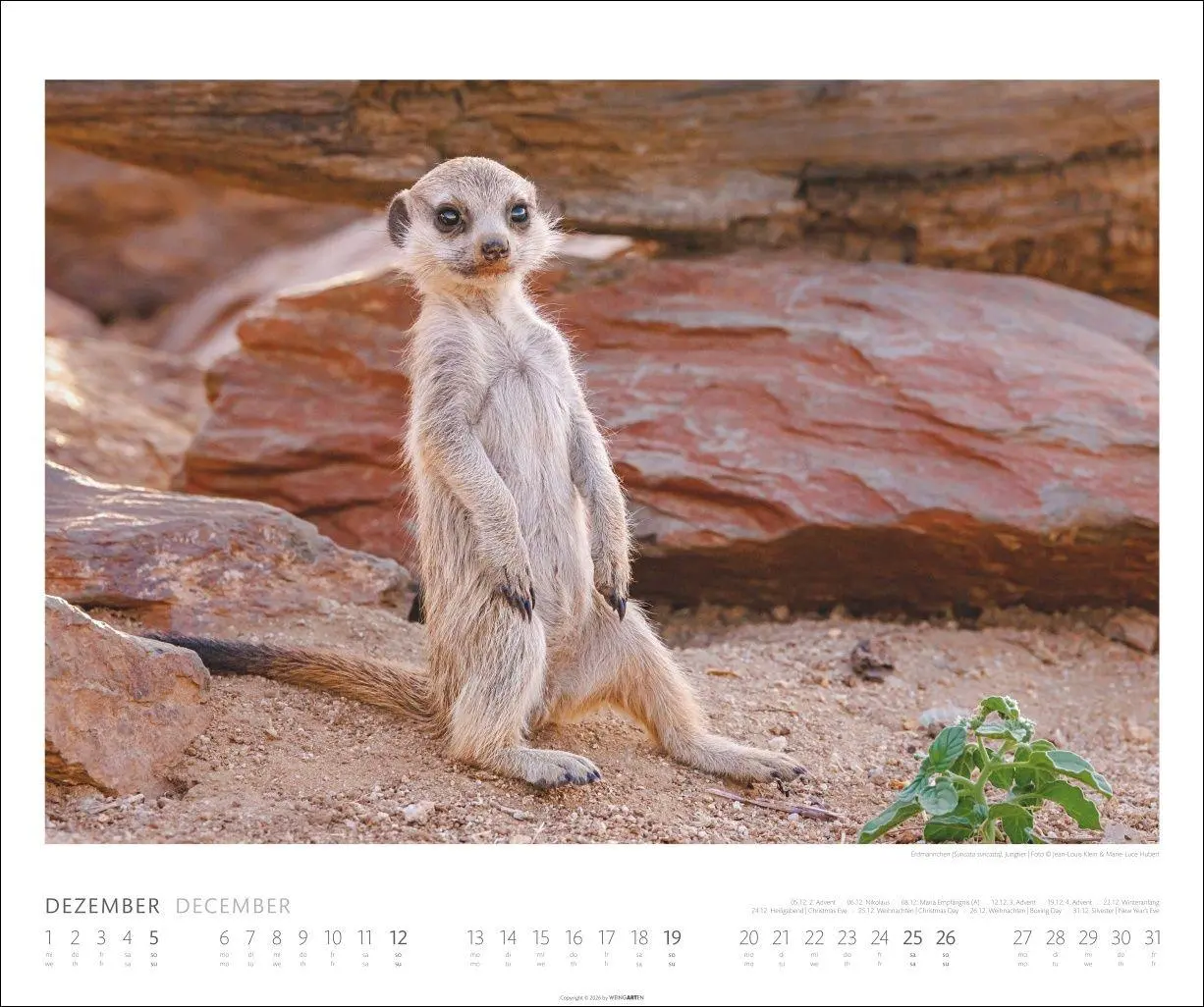 Bild: 9783839904114 | African Wildlife Kalender 2027 | Kalender | Tierkalender Weingarten