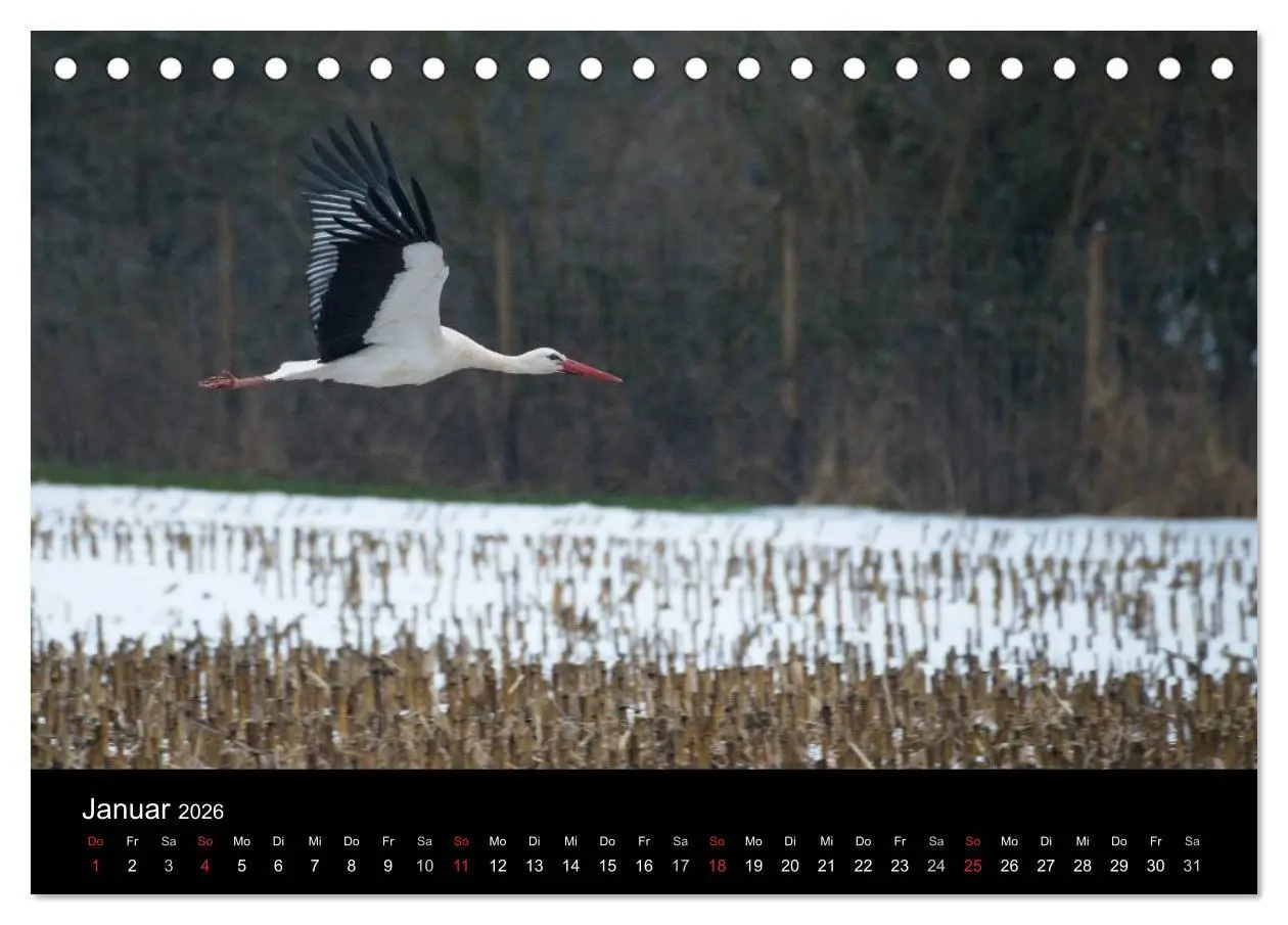 Bild: 9783457994214 | Ein Jahr bei den Störchen (Tischkalender 2026 DIN A5 quer),...