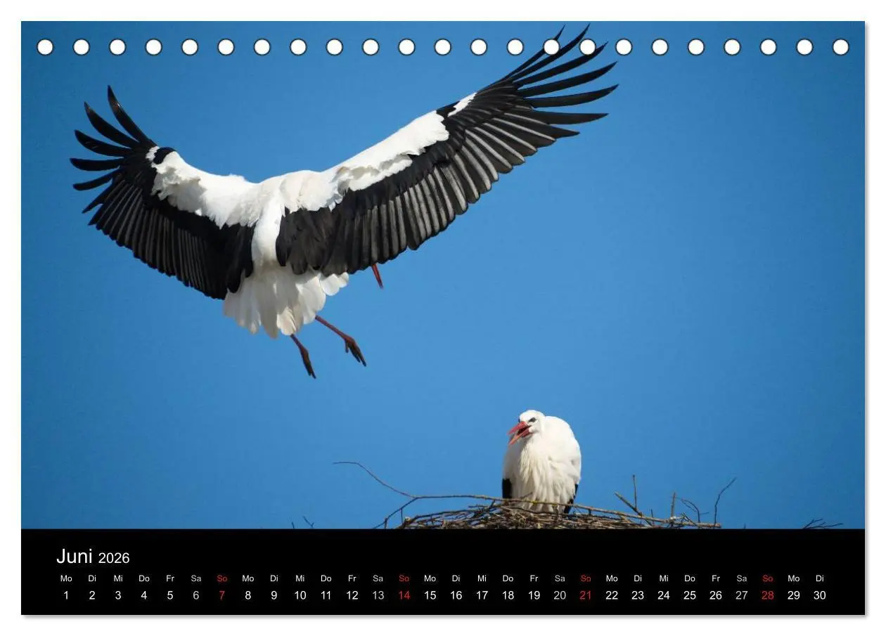 Bild: 9783457994214 | Ein Jahr bei den Störchen (Tischkalender 2026 DIN A5 quer),...