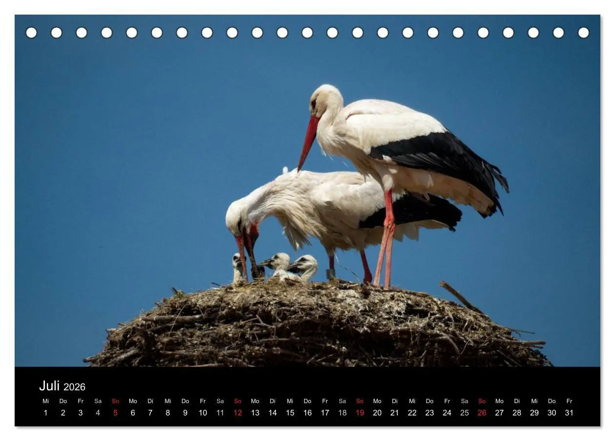 Bild: 9783457994214 | Ein Jahr bei den Störchen (Tischkalender 2026 DIN A5 quer),...