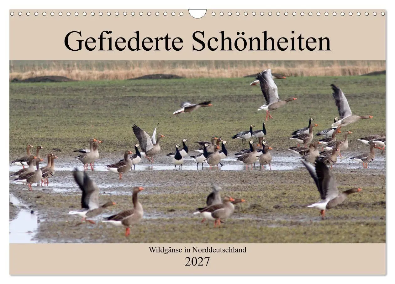 Gefiederte Schönheiten - Wildgänse in Norddeutschland (Wandkalender 2027 DIN A3 quer), CALVENDO Monatskalender