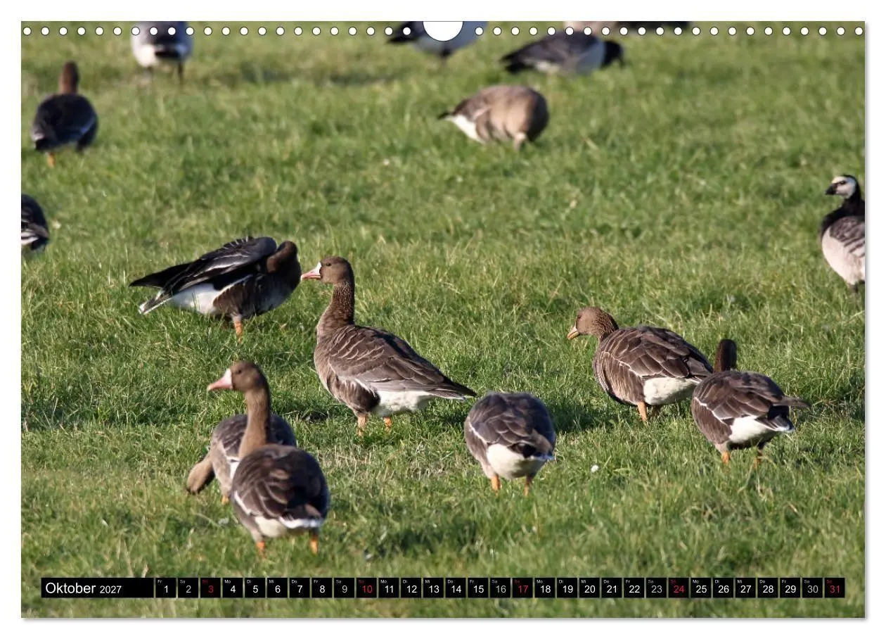 Bild: 9783569794214 | Gefiederte Schönheiten - Wildgänse in Norddeutschland (Wandkalender...