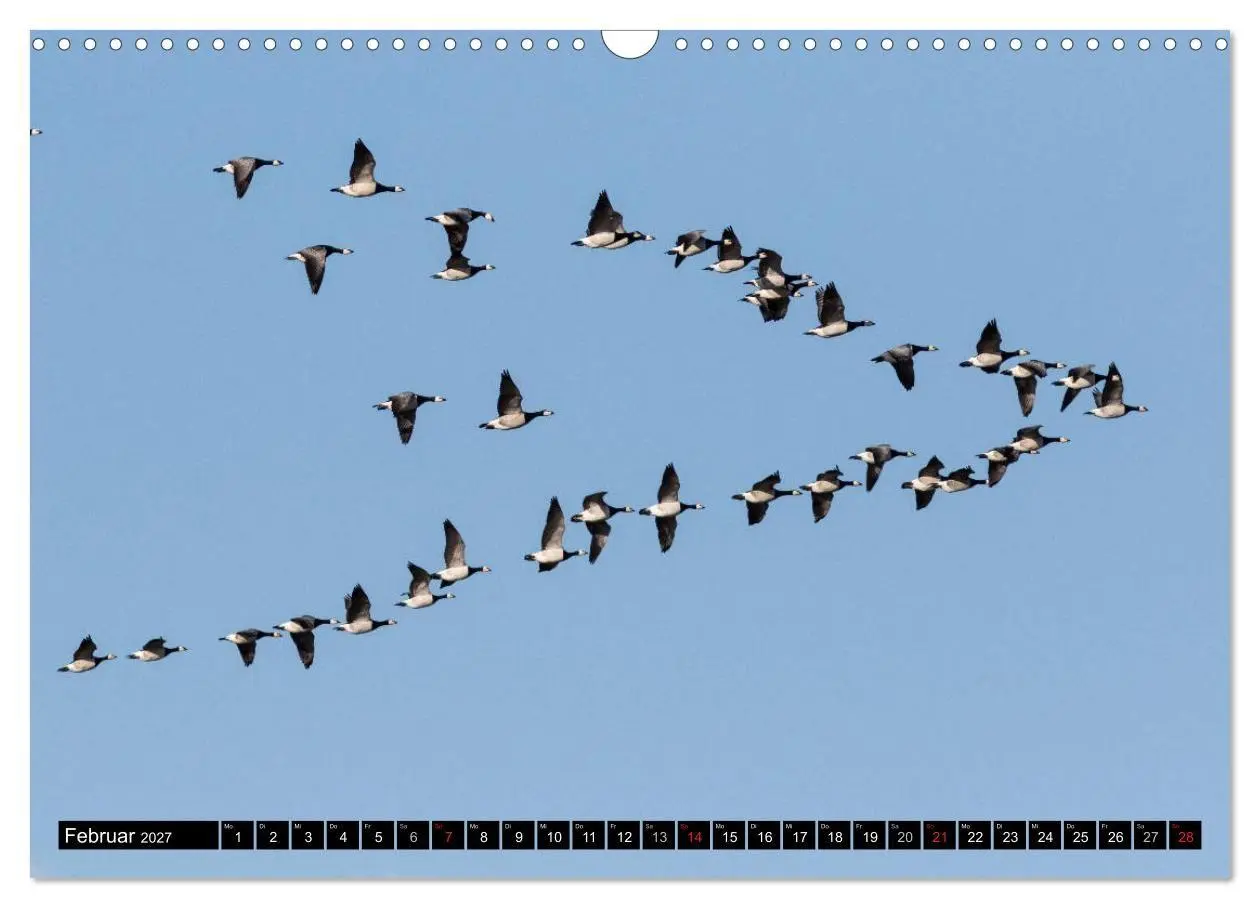 Bild: 9783569794214 | Gefiederte Schönheiten - Wildgänse in Norddeutschland (Wandkalender...